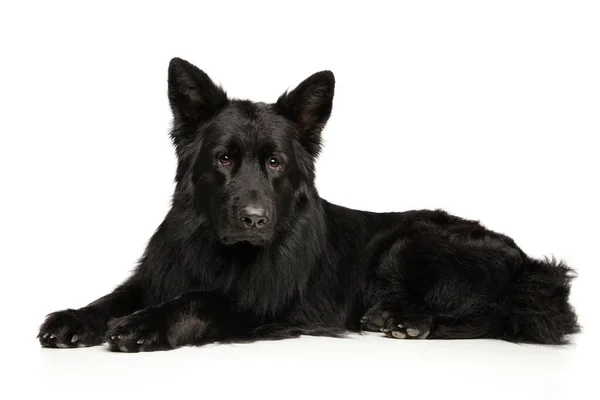 Zwarte Duitse Herder Hond Ligt Witte Achtergrond — Stockfoto