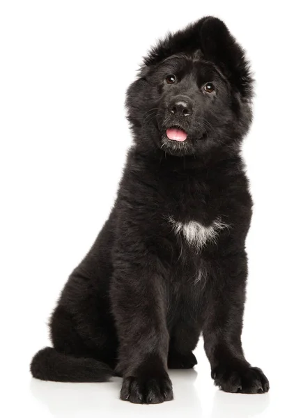 Leuke Zwarte Duitse Herder Pup Zit Een Witte Achtergrond — Stockfoto