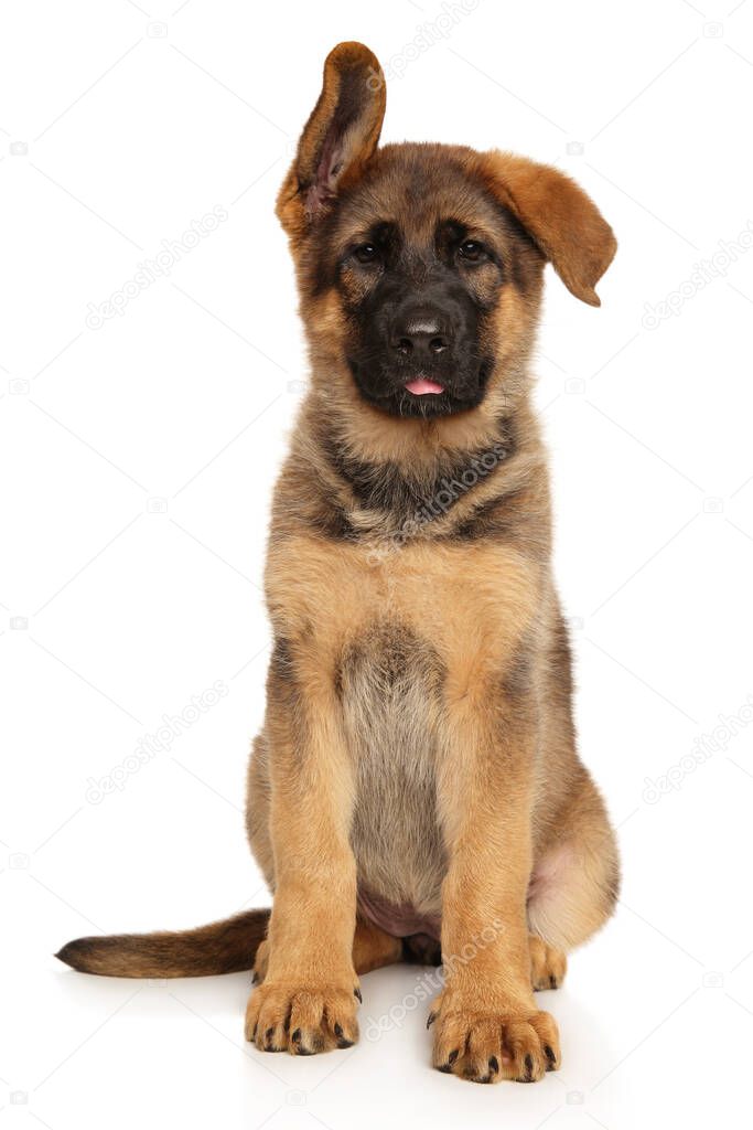 Young German Shepherd puppy sits on a white background