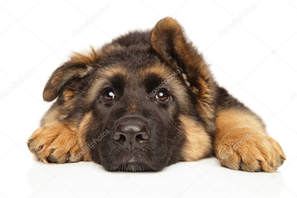 Sad German Shepherd puppy lies on a white background