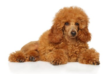 Kırmızı cüce kaniş köpeği beyaz arka planda yatıyor.