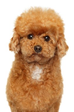 Beyaz arkaplanda Maltipoo 'nun yakın çekimi, ön manzara