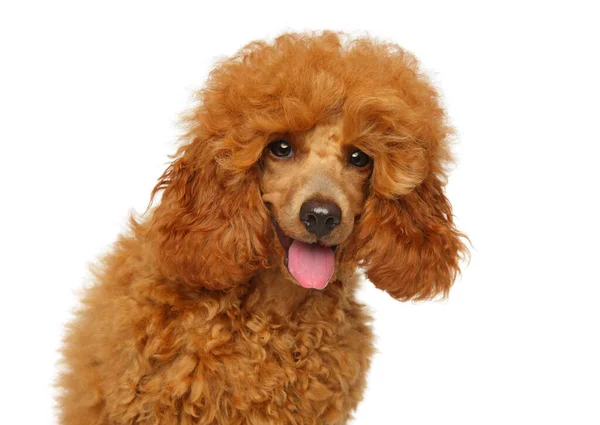 Beyaz Arka Planda Genç Mutlu Fino Köpeğinin Portresi — Stok fotoğraf