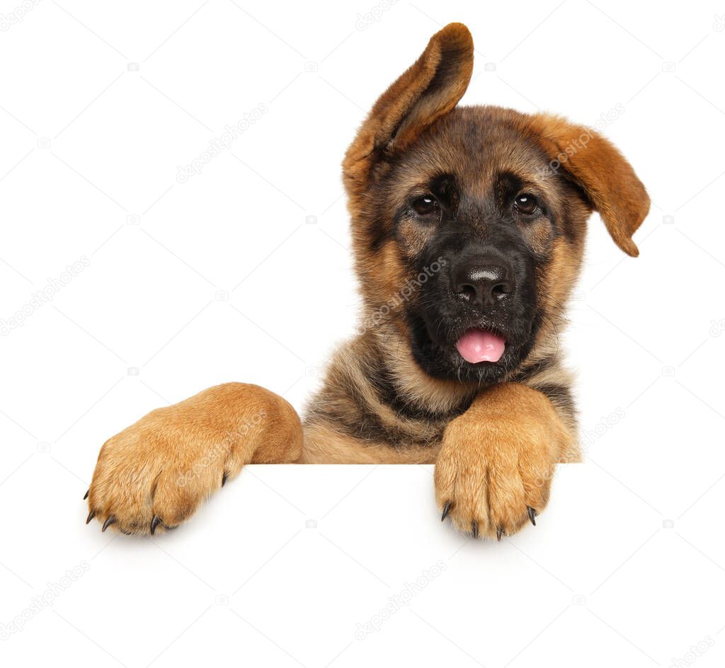 Happy German-Shepherd above banner, isolated on white background