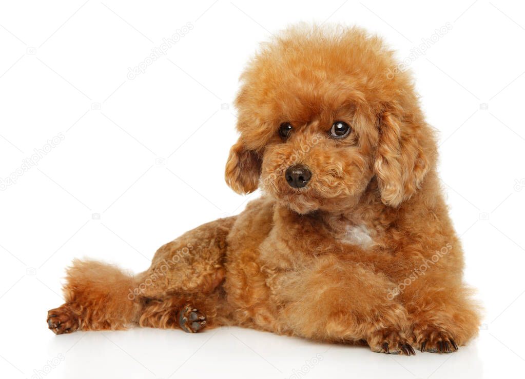 Cute Maltipoo puppy looking at the camera on a white background