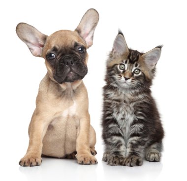 Köpek ve kedi beyaz arka plan üzerinde