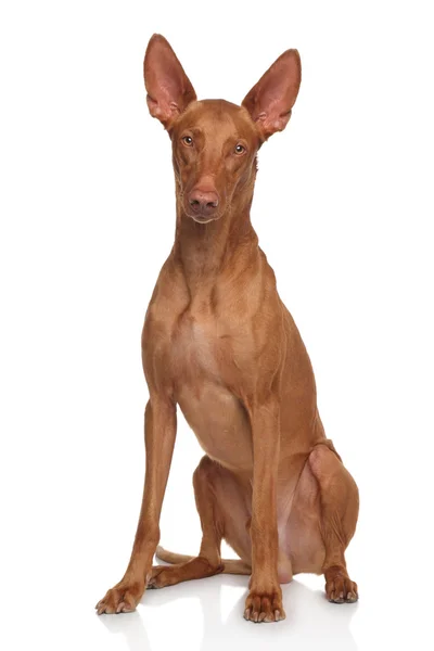 Pharaoh Hound — Stock Photo, Image