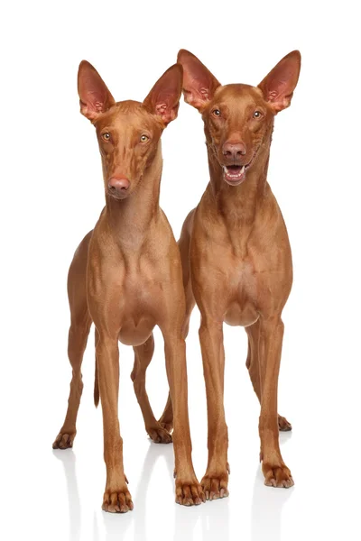 Faronských psů — Stock fotografie