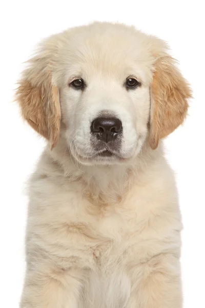 Golden Retriever puppy — Stock Photo, Image