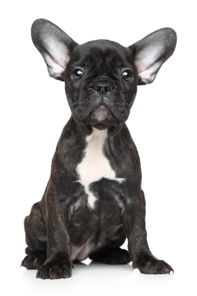 Fransk bulldog — Stockfoto