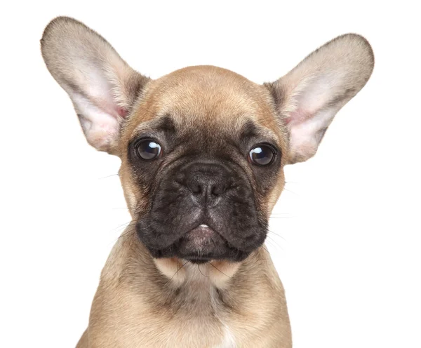 Fransız buldog köpek yavrusu. — Stok fotoğraf