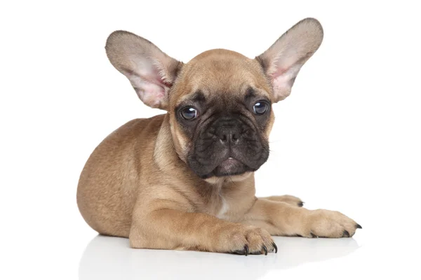 French Bulldog puppy — Stock Photo, Image