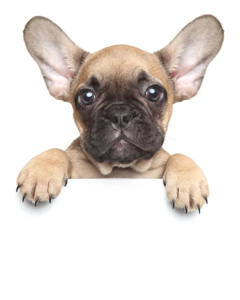 Puppy over a white banner — Stock Photo, Image