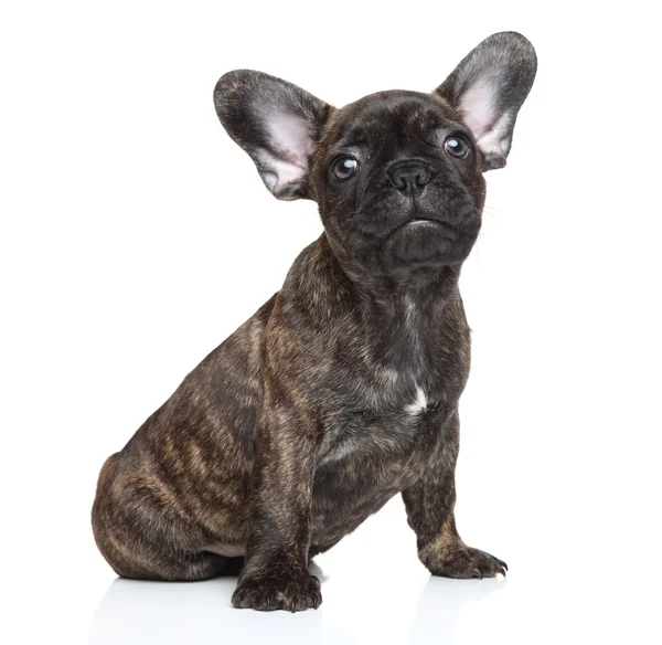 Fransız bulldog köpek portre — Stok fotoğraf