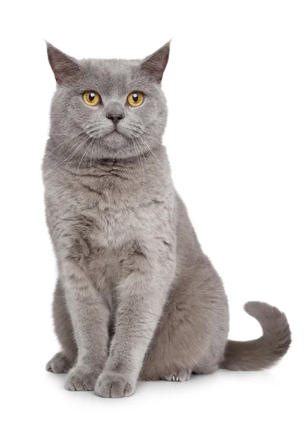 British Shorthair cat — Stock Photo, Image