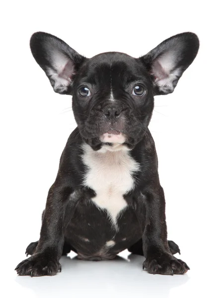 French bulldog puppy Stock Image