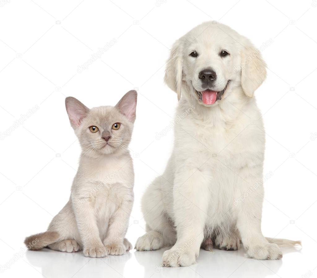 Cat and dog on white background