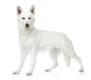 Swiss çoban köpeği