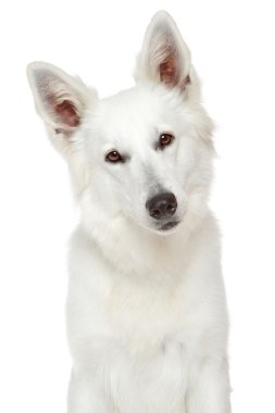 Beyaz İsviçre çoban köpeği. Yakın çekim portre