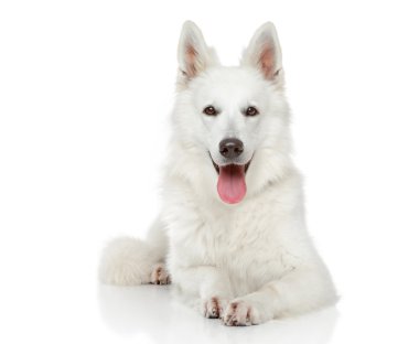 Swiss çoban köpeği beyaz zemin üzerine