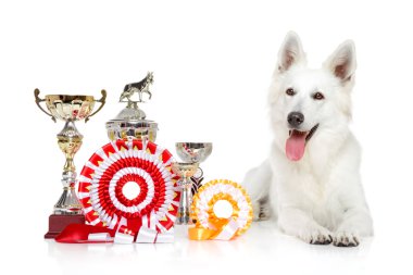 Swiss çoban köpeği beyaz zemin üzerine