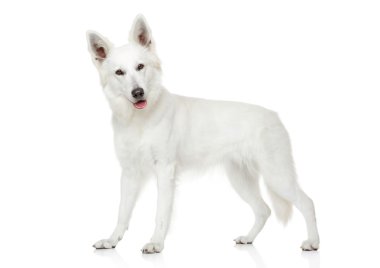 Beyaz İsviçre Çoban Köpeği