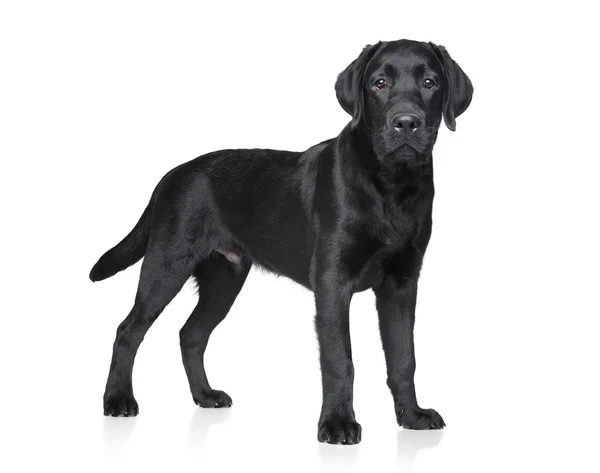 Cucciolo labrador nero — Foto Stock