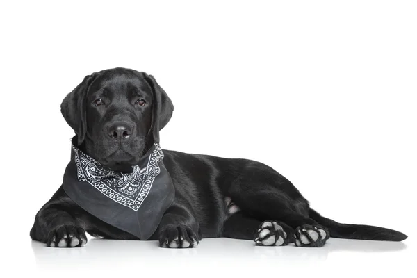 Cachorrinho labrador preto — Fotografia de Stock