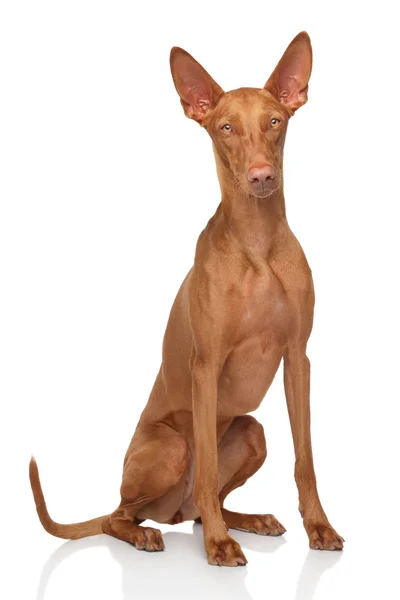 Pharaoh Hound on white — Stock Photo, Image