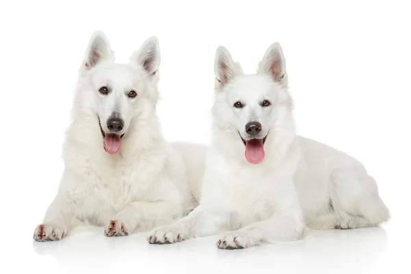 Két fehér svájci juhászkutya — Stock Fotó