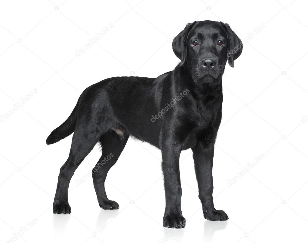 Stockfotos Bebe Labrador Bilder Stockfotografie Bebe Labrador Lizenzfreie Fotos Depositphotos