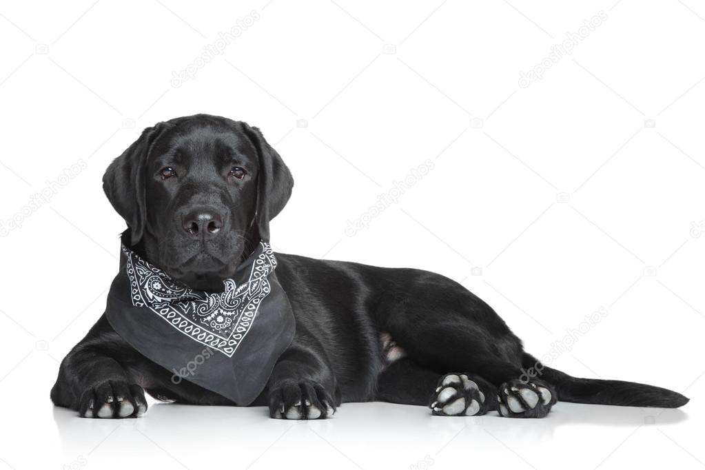 Black Labrador puppy