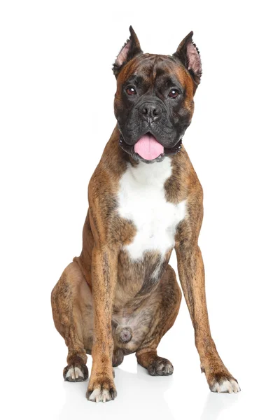 Boxer cão no fundo branco — Fotografia de Stock