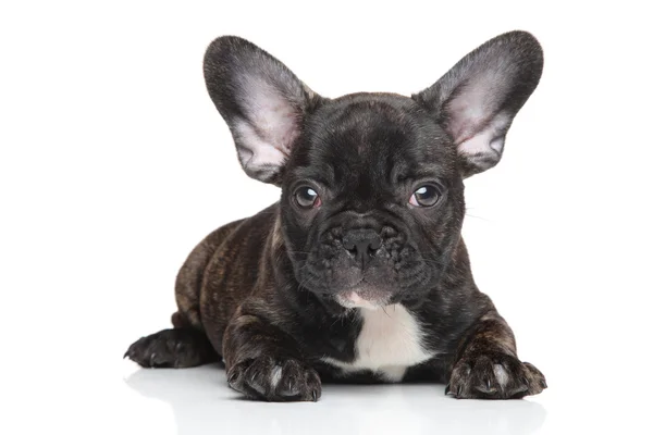 Bulldog puppy — Stock Photo, Image
