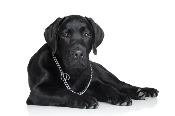 Cachorrinho labrador preto — Fotografia de Stock