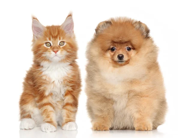 Puppy and kitten on white background — Stock Photo, Image