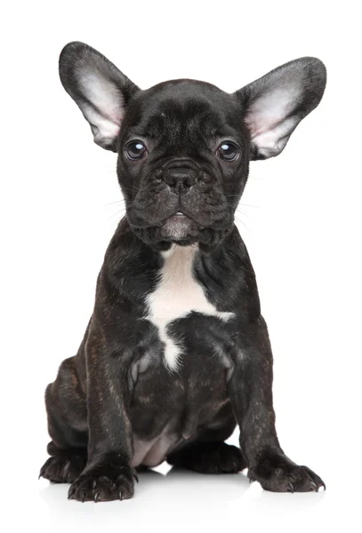 Cachorrinho de bulldog francês — Fotografia de Stock