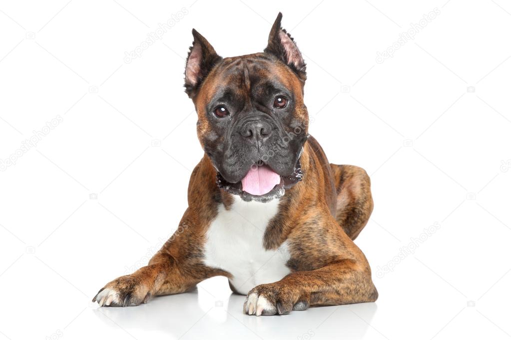 Boxer dog over white background