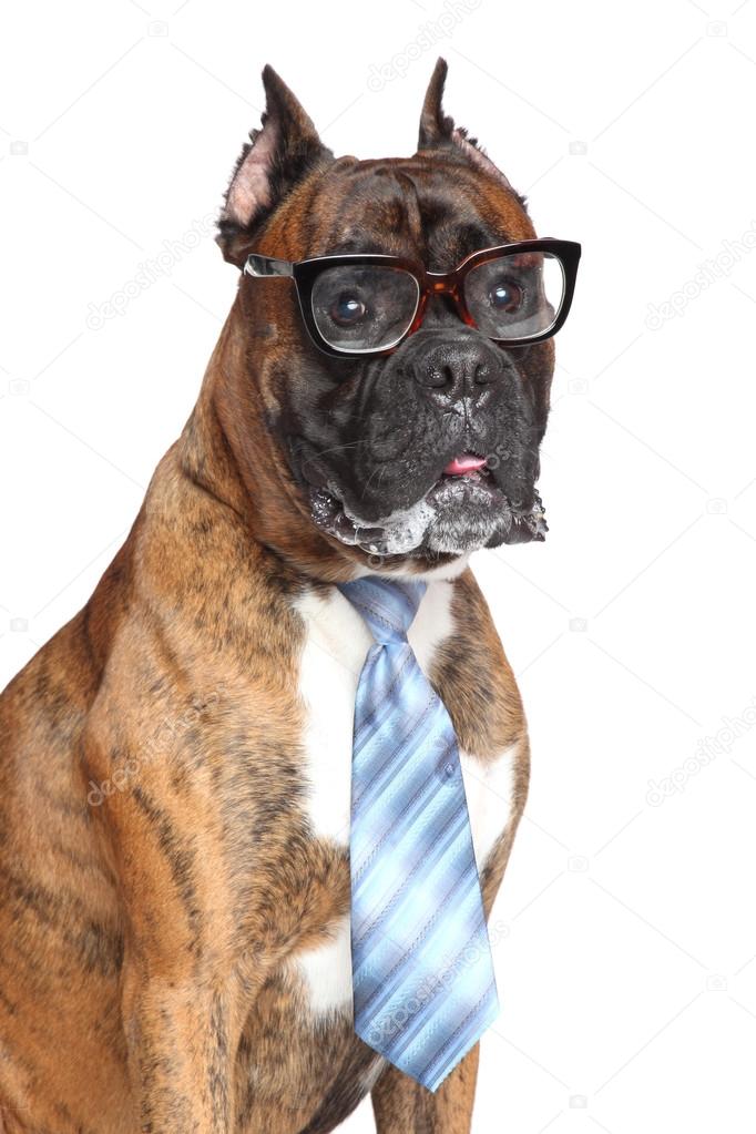 ボクサー犬のネクタイとメガネ ストック写真 C Fotojagodka ボクサー犬のネクタイとメガネ ストック写真 C Fotojagodka