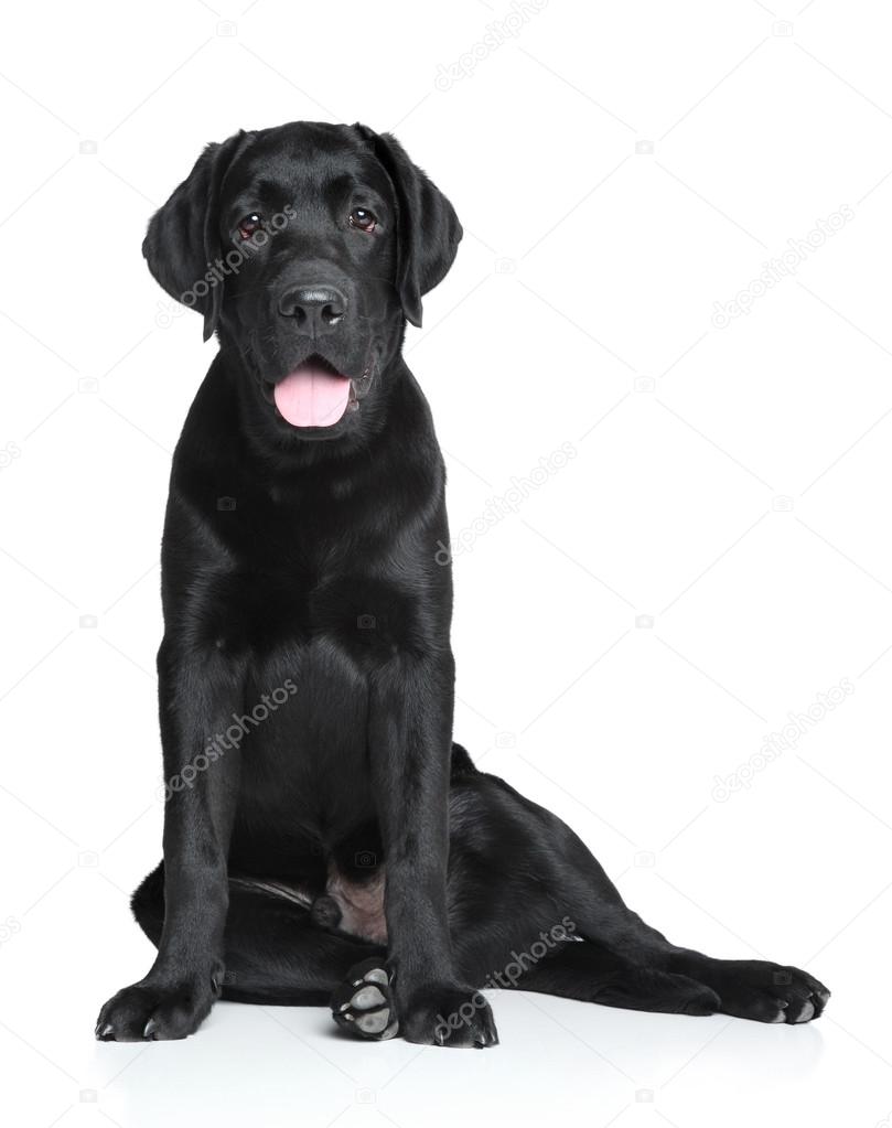 Stockfotos Bebe Labrador Bilder Stockfotografie Bebe Labrador Lizenzfreie Fotos Depositphotos