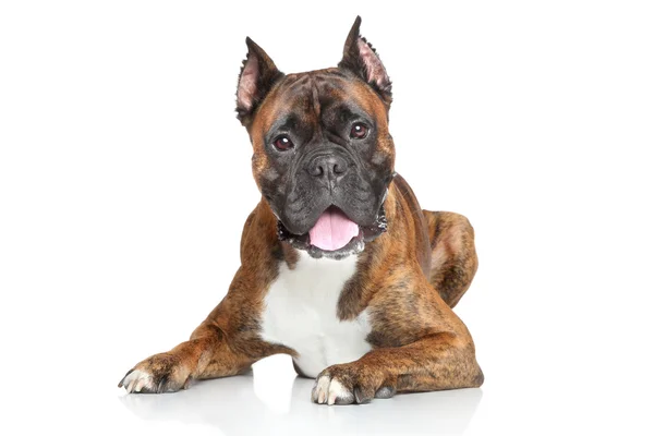 Boxerhund vor weißem Hintergrund — Stockfoto