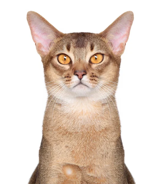 Абиссинский кошачий порт — стоковое фото
