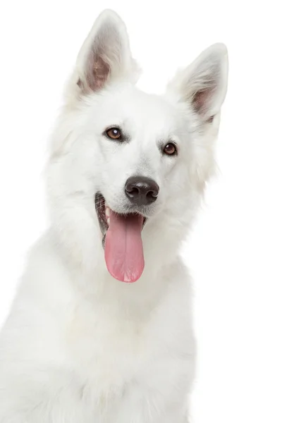 Swiss Shepherd dog on white background — Stock Photo, Image