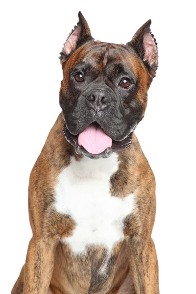 Крупним планом Боксерська собака — стокове фото