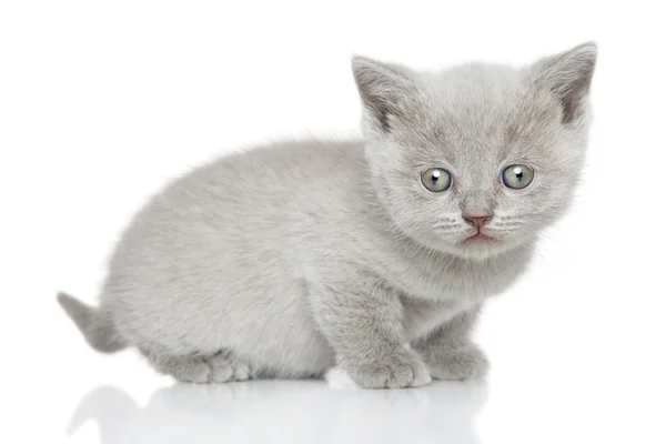 Retrato de gatinho britânico shorthair — Fotografia de Stock