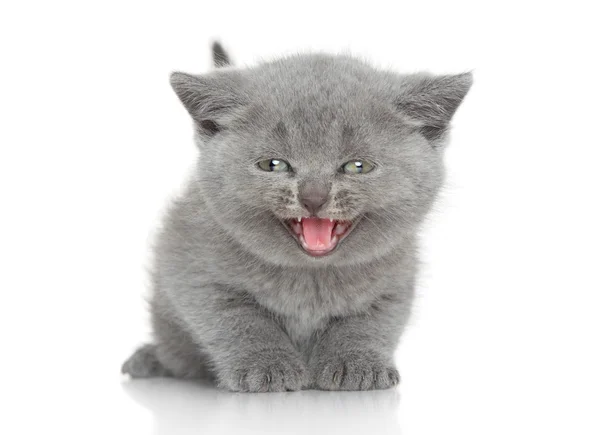 Portrait of British shorthair kitten — Stock Photo, Image