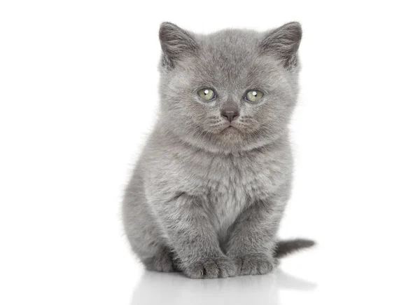 Portrait of British shorthair kitten — Stock Photo, Image