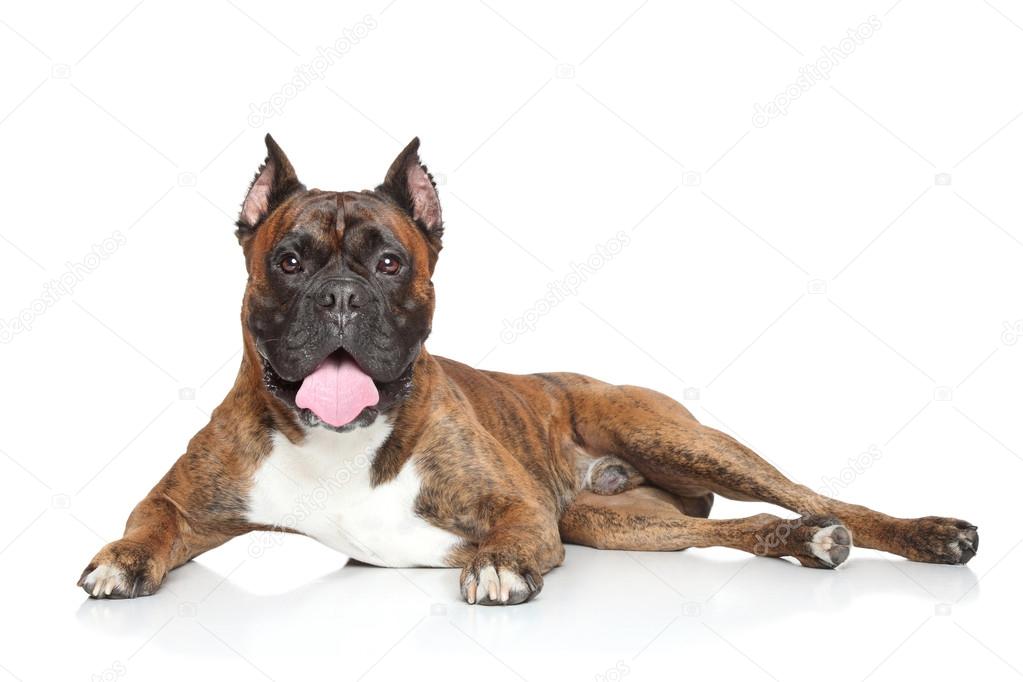 German Boxer dog