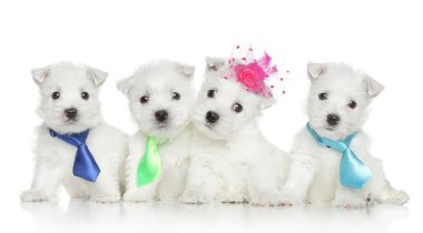 West highland white terrier yavruları