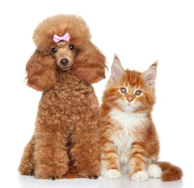 Beyaz arka planda kedi ve köpek
